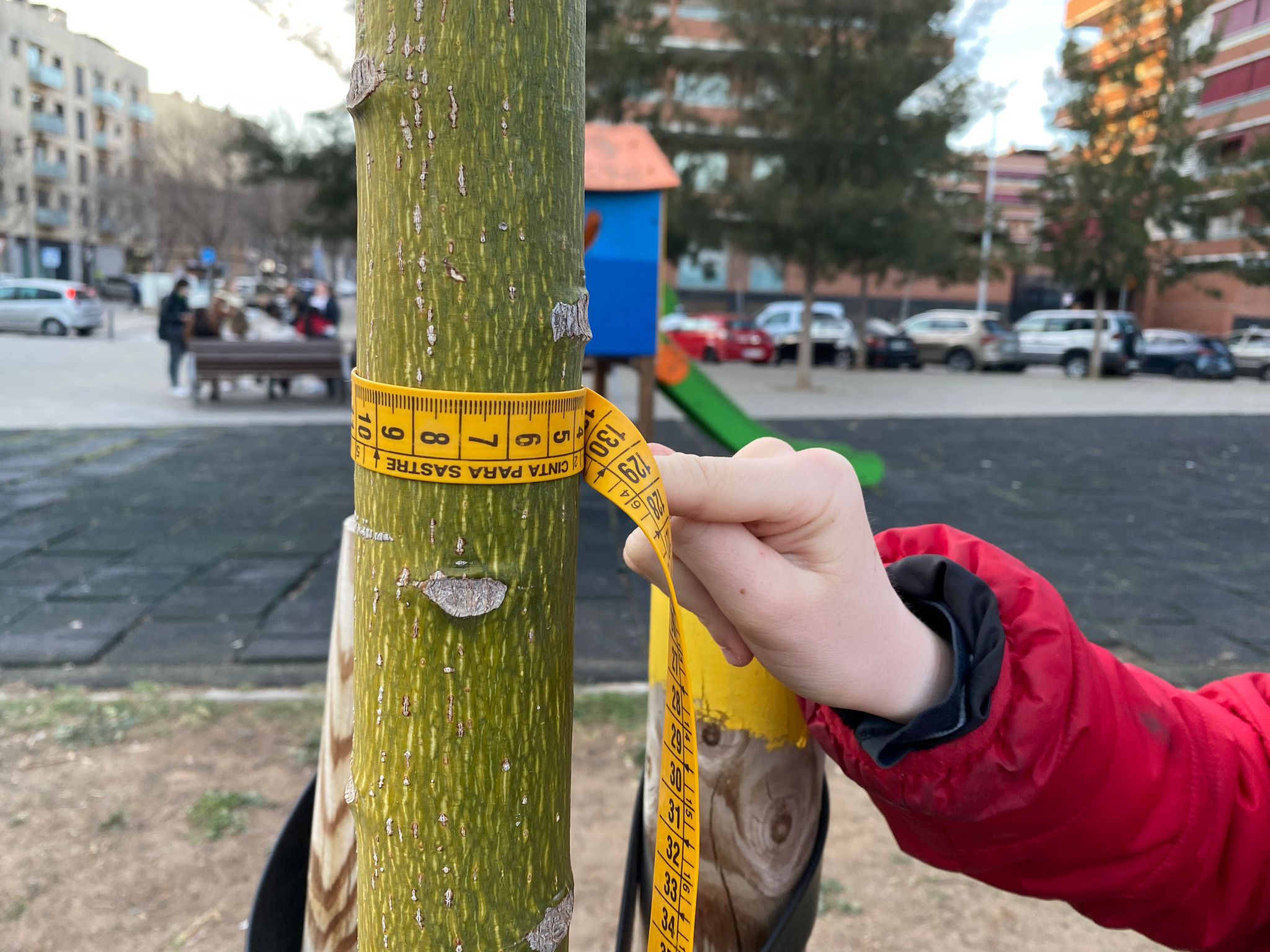 Imatge pels mitjans: Co-Carbon Tree Measurement. Quant val un arbre?